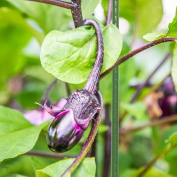 СТОЛБЫ ДЛЯ ЦВЕТОВ ТОМАТОВ СТАЛЬ С ПОКРЫТИЕМ 1,1х120см 10 шт.