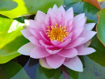 LILIA WODNA MARLIACEA CARNEA DO OCZKA I STAWU Nymphaea Grzybień