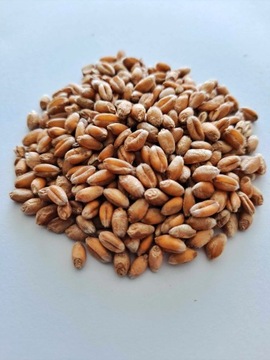 Пшеница 10 кг, корм для птиц