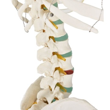 МОДЕЛЬ 501 SKELETON SKELETON 181,5 см FV В РАССРОЧКУ