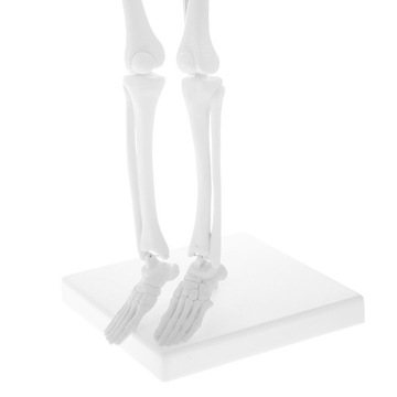 Mini 45 cm Zestawy modeli szkieletów ludzkiego