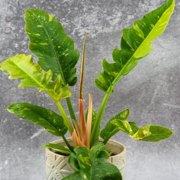 Philodendron RING OF FIRE KOLEKCJONERSKI DØ12CM przepiękny MIKROKLIMAT