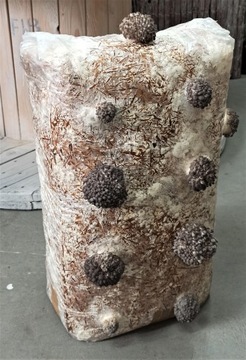 Мицелий вешенки Балот выращивание в домашних условиях и в саду БОЛЬШОЙ мицелий