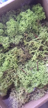 MECH chrobotek naturalny ozdobny TRAWIASTY reniferowy do stroików 200g mech