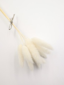 Dmuszek jajowaty BIAŁY, Lagurus 10 sztuk, suszone kwiaty, suszki do tortu