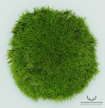 Светло-ЗЕЛЕНЫЙ Мох для подушки, коробка 100г НЕТТО