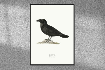 Черные боцийские птицы Польши графика из старого атласа птиц 21x30 (A4)