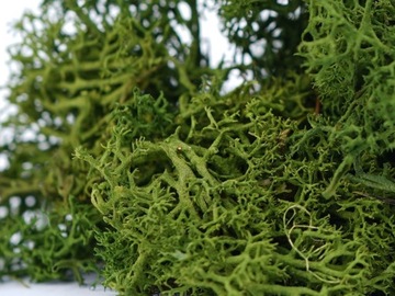 MECH CHROBOTEK ZIELONY RENIFEROWY NATURALNY OZDOBNY DO STROIKÓW TRAWIASTY