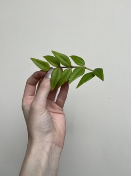Hoya Bella SS