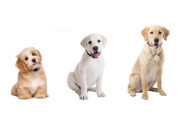 GPS-ОШЕЙНИК G12P ДЛЯ ЖИВОТНЫХ СОБАК КОШЕК