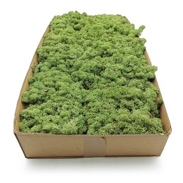 Mech chrobotek norweski 500g