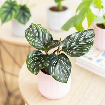 Calathea ornata SANDERIANA kalatea w pasy MALUCH