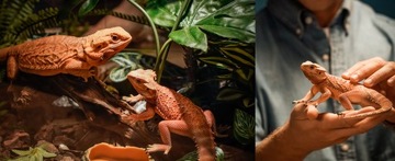 Anycubic Photon Mono M5s 12K 10,1-дюймовый ЖК-3D-принтер с интеллектуальным выравниванием