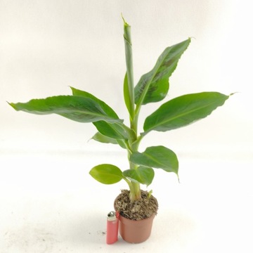 Bananowiec Musa Tropicana 9Ø 40cm