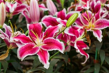 ФЛОРОВИТ УДОБРЕНИЕ ДЛЯ РОЗ, ДАЛЛАСА, ПИОННЫХ ЛАЙЛЕЙ, ТЮЛЬПАНОВ