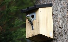 NEST BOX ОТЕЛЬ BIRD HOUSE JERZYK SZPAK 5
