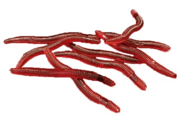 Набор для рыбалки Grunt, черви, чехол + БЕСПЛАТНЫЕ ПОДАРКИ