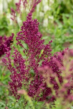 SZAŁWIA OMSZONA Schwellenburg nietypowa FioletowoRóżo Salvia nemorosa