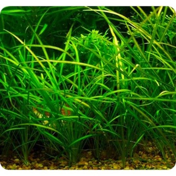 НАБОР ЛЕГКО ВЫРАЩИВАЕМЫХ РАСТЕНИЙ НА ТРИ ПЛАНА ДЛЯ АКВАРИУМА + БЕСПЛАТНЫЕ ДВАЖДЫ