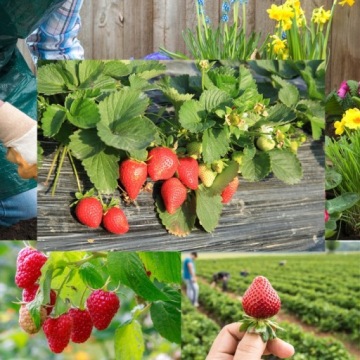 ФЕРТИЛИЗ для домашних растений кокосовое волокно кокосовый грунт 6 мм 4,5 кг 63 л