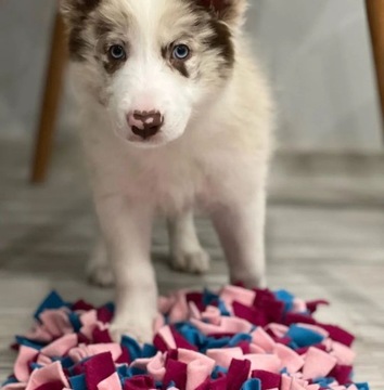 Нюхательный коврик для собак и кошек (разные цвета), развивающая игрушка для лакомств.