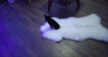 Натуральная белая овчина - Англичанка - L