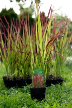 10 X Ozdobna TRAWA IMPERATA CYLINDRYCZNA Red Baron