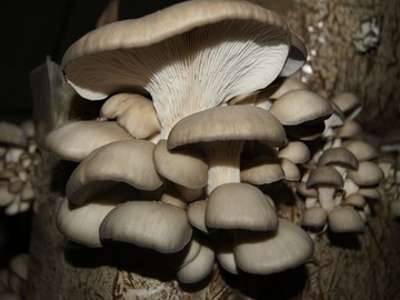 Мицелий Вешенка Выращивание гриба в домашних условиях БОЛЬШОЙ КУБ ШАР 15 КГ