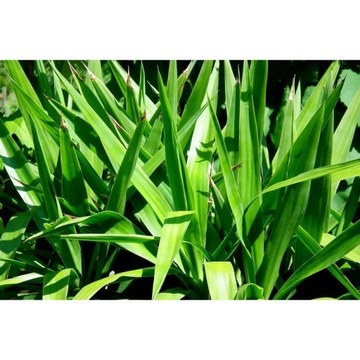 ZIEMIA PODŁOŻE DO ROŚLIN ZIELONYCH PALM COMPO 10L