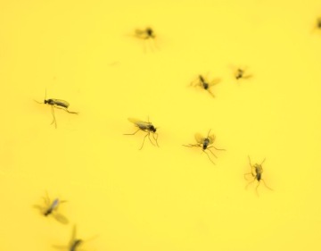 НАКЛЕЙКА ДЛЯ ГОРШКА ТЕПЛИЦЫ XXL ДЛЯ ТЛИ ЗЕМЛЯНЫХ МУХ МУРАВЬЕВ (10 ШТ.)