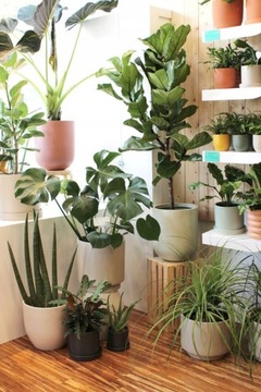 УДОБРЕНИЕ ДЛЯ ЗЕЛЕНЫХ РАСТЕНИЙ ДЖУК ПАЛЬМЫ DRACACENA STRELLICIA MONSTERY 200л раствора