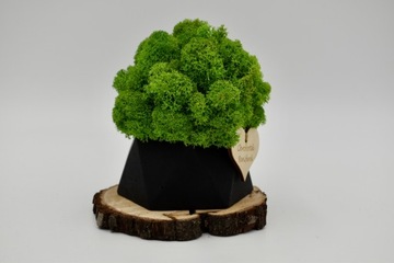 Деревенский лес в геометрическом бетонном горшке