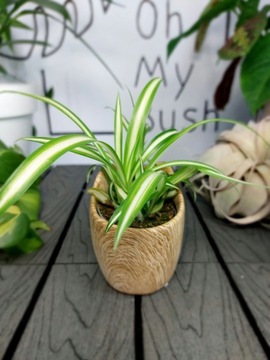 Chlorophytum Comosum Variegatum Zielistka | 10-15cm