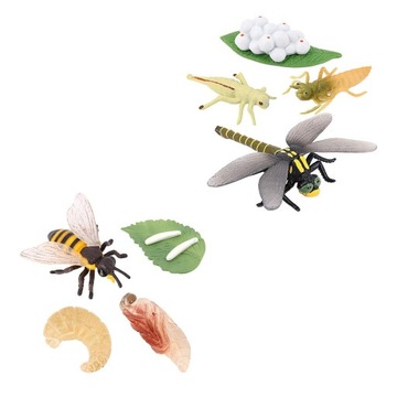2Pcs Kids Dragonfly Bee Growth Process