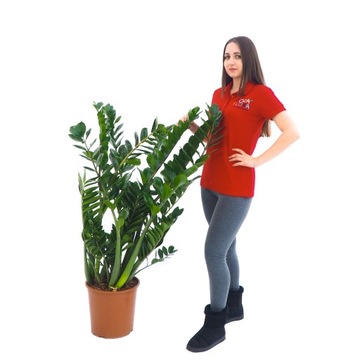 Zamioculcas Zamiifolia -PANCERNA ROŚLINA- Wytrzymały Zamiokulkas Zamolistny