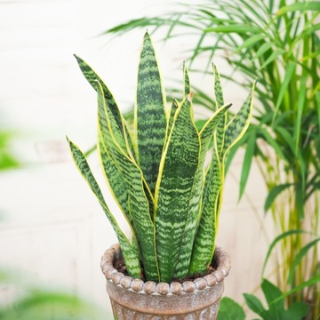 SNAKE PLANT Sansevieria laurentii - sansewieria, Idealna Roślina Do Cienia