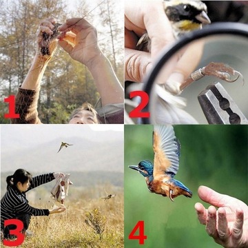 Dobry Styl 4X2M Anti Bird Catcher Siatka Staw Siat