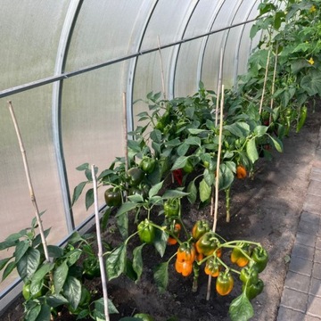 Szklarnia łukowa Afrodyta 3x8m z POLIWĘGLANU 4mm profil 40x20mm