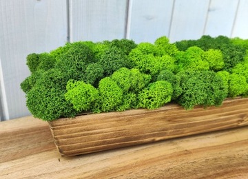 Деревянный цветочный горшок с мхом CHERRY MOSS в длинном горшке 40 см декор