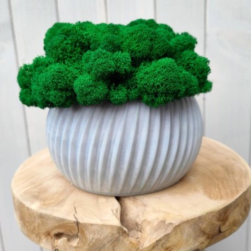 Вазон с мхом хроботек, 23 см, мох хроботек в сером горшке, 3D печать