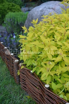 Плетеный частокол H60 - Плетеный забор L60