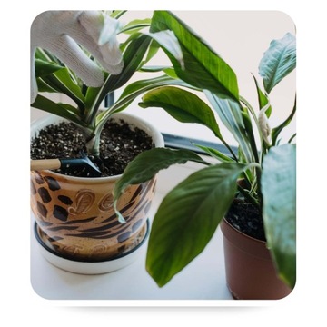 Почвенный субстрат для зеленых растений Palm Dracen Juk