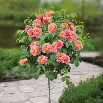 Róża Rose Pienna 'Morelowa'
