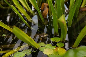 Żabiściek pływający Hydrocharis morsus ranae do oczka wodnego i stawu