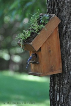 NEST BOX ОТЕЛЬ BIRD HOUSE JERZYK SZPAK 5