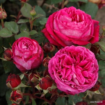 Róża Rabatowa Freifrau Caroline Z KOLEKCJI KORDES PERFUMA
