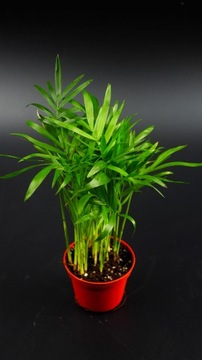 Хамедора Chamaeodorea коралловая пальма ЛЕС В БАНКЕ