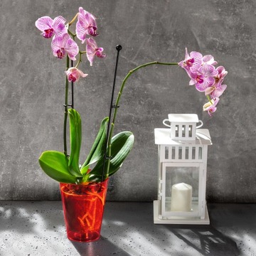 DONICZKA OSŁONKA NA STORCZYK KWIETNIK PLASTIKOWA KWIATY 12CM CZERWONA KADAX