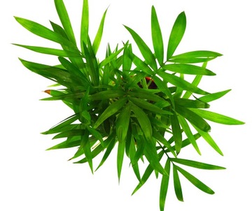 Хамедора Chamaeodorea коралловая пальма ЛЕС В БАНКЕ