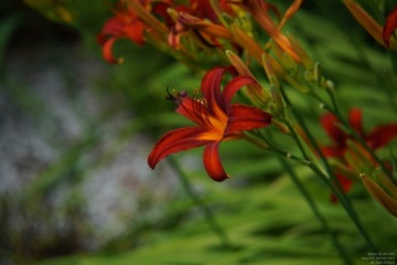 TAMRON 28-200 2.8-5.6 Di III RXD + ТЕСТ от Ciche